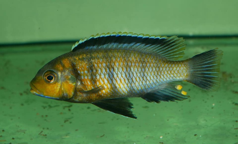 Petrotilapia genalutea 'Hongi Island'